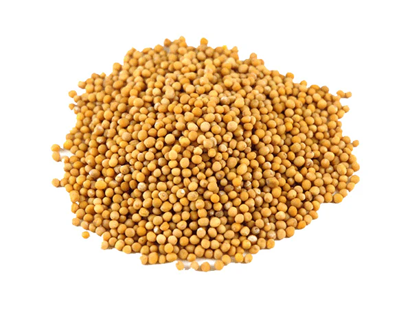 Mustard Seeds Yellow