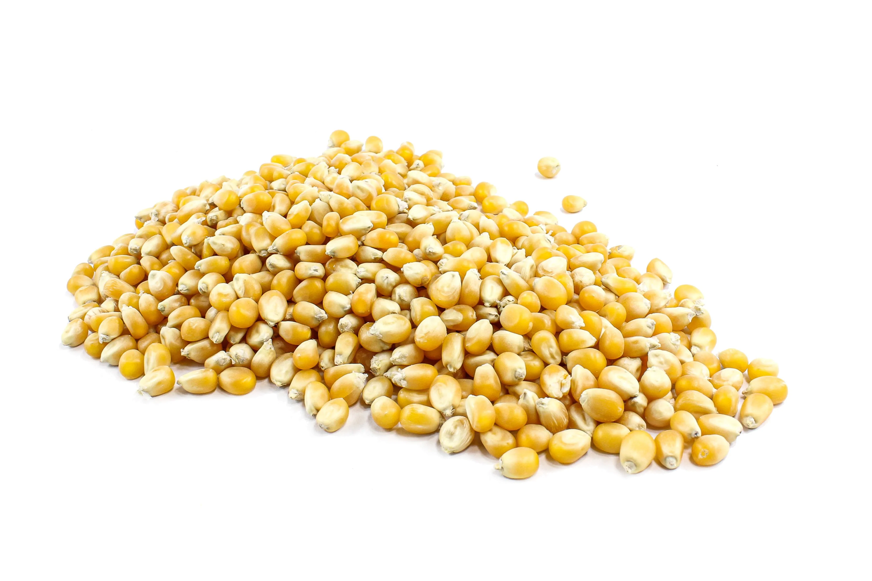 Popping Corn Organic